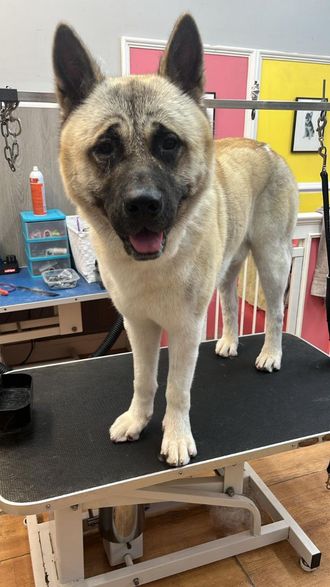 Loki