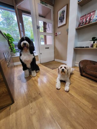 Max and Chino