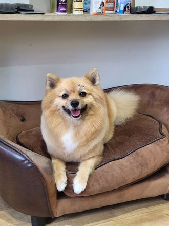 Maya
