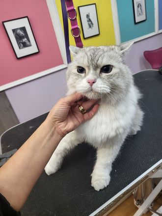 Simba