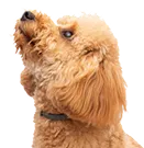 Paw Icon